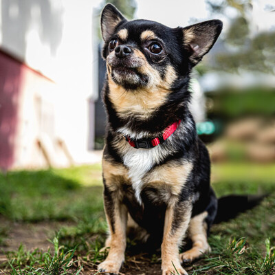 Füro und Dobby Chi, Chihuahua - Rüde