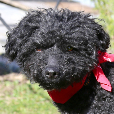 Fürtos, Puli-Mix - Hündin