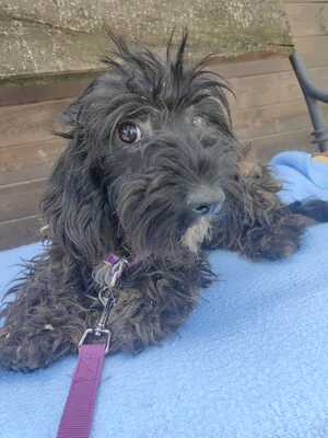 Füstli sucht warmes Körbchen..., Malteser-Mischling - Hündin