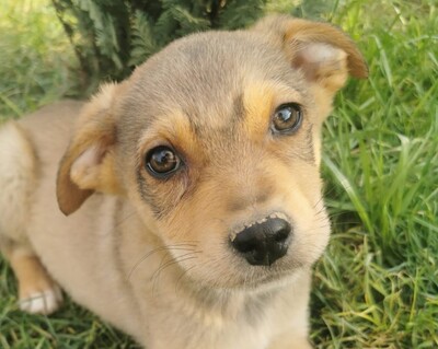 Fütty, Mischling Welpen - Rüde