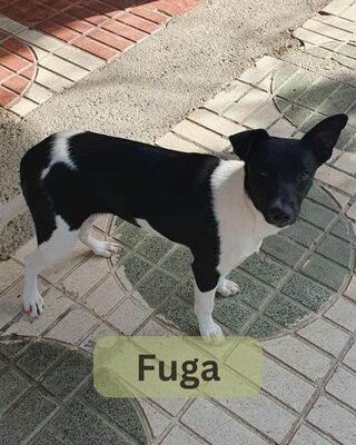 Fuga, Mischling - Hündin