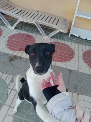 Fuga, Mischling - Hündin