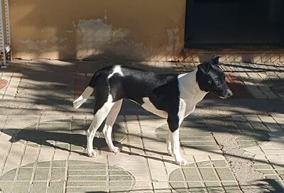 Fuga, Mischling - Hündin