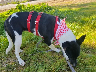 Fuga, Mischling - Hündin