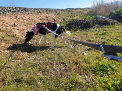 Fuga, Mischling - Hündin