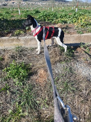 Fuga, Mischling - Hündin