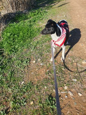 Fuga, Mischling - Hündin