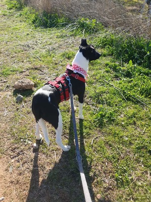 Fuga, Mischling - Hündin