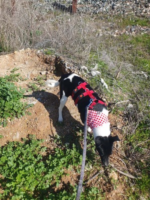 Fuga, Mischling - Hündin