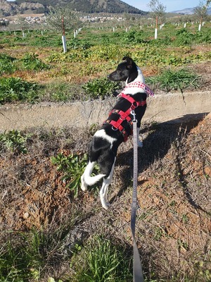 Fuga, Mischling - Hündin