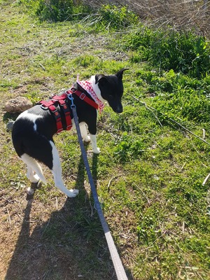 Fuga, Mischling - Hündin