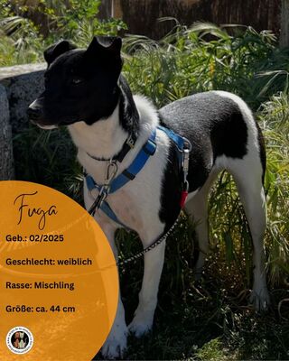 Fuga, Mischling - Hündin