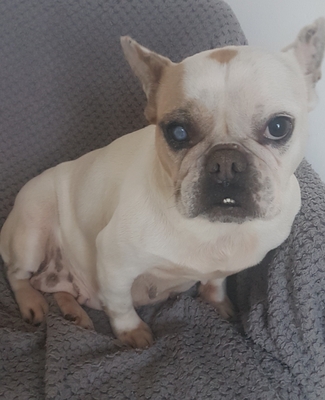 Funny, Französische Bulldogge - Hündin