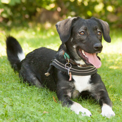 Funny, Mischling - Hündin