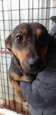 Fusilli – ein sanfter Blick, direkt ins Herz, Mischling - Rüde