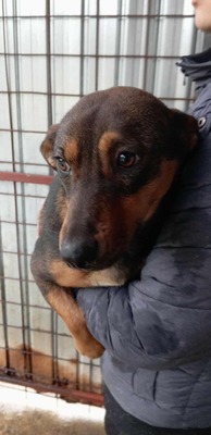 Fusilli – ein sanfter Blick, direkt ins Herz, Mischling - Rüde