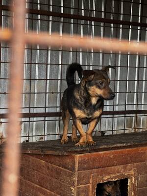 Fusilli, ein sanfter Blick, direkt ins Herz