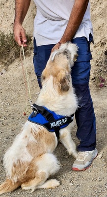 Fussel/Gala, Mix - Hündin