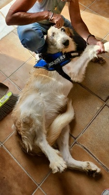 Fussel/Gala, Mix - Hündin