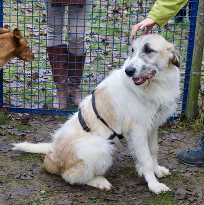 Fussel/Gala, Mix - Hündin