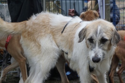 Fussel/Gala, Mix - Hündin