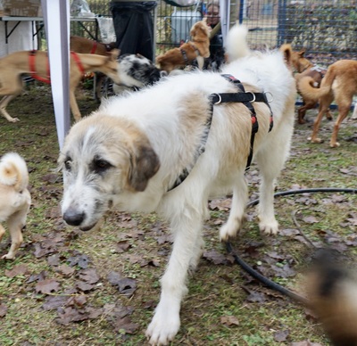 Fussel/Gala, Mix - Hündin