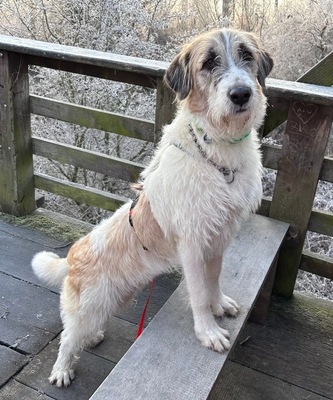 Fussel/Gala, Mix - Hündin