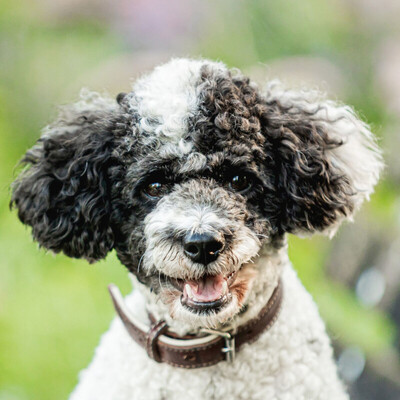 Fussel Pu, Zwergpudel Mix - Rüde