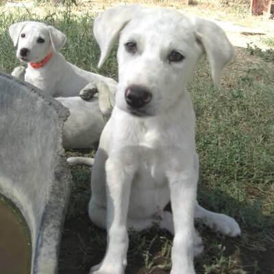 Fynn / Reserviert, Mischling Welpen - Rüde