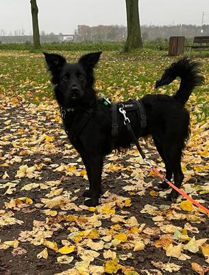 GAIA, Mischling - Hündin