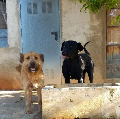 GALA, Pastor Mallorquin - Hündin