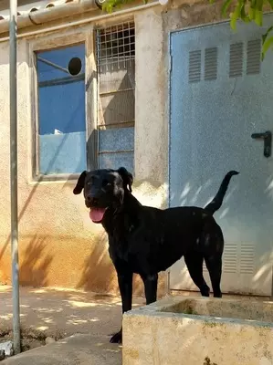 GALA, Pastor Mallorquin - Hündin