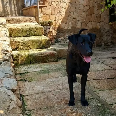 GALA, Pastor Mallorquin - Hündin