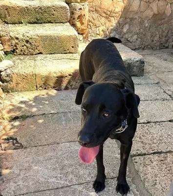 GALA, Pastor Mallorquin - Hündin