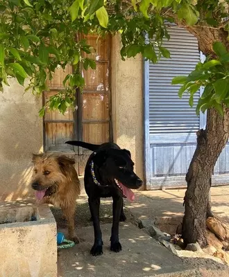 GALA, Pastor Mallorquin - Hündin