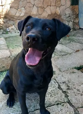 GALA, Pastor Mallorquin - Hündin