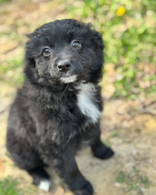GALUSKA - süße Puli-Pumi-Mix-Hündin sucht❤️❤️❤️, Puli-Pumi-Mischling Welpen - Hündin