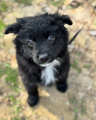 GALUSKA - süße Puli-Pumi-Mix-Hündin sucht❤️❤️❤️, Puli-Pumi-Mischling Welpen - Hündin