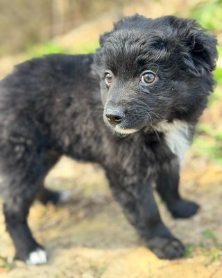 GALUSKA - süße Puli-Pumi-Mix-Hündin sucht❤️❤️❤️, Puli-Pumi-Mischling Welpen - Hündin