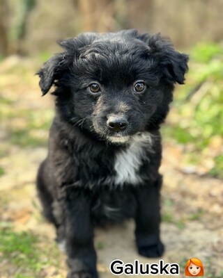 GALUSKA - süße Puli-Pumi-Mix-Hündin sucht❤️❤️❤️