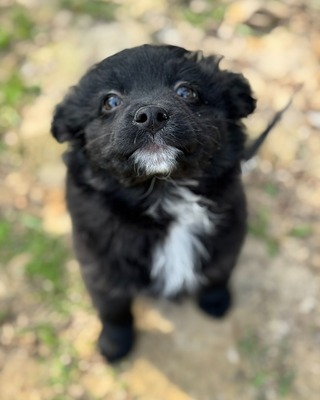 GALUSKA - süße Puli-Pumi-Mix-Hündin sucht❤️❤️❤️, Puli-Pumi-Mix Welpen - Hündin