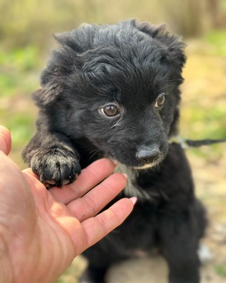 GALUSKA - süße Puli-Pumi-Mix-Hündin sucht❤️❤️❤️, Puli-Pumi-Mix Welpen - Hündin