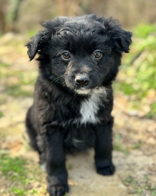 GALUSKA - süße Puli-Pumi-Mix-Hündin sucht❤️❤️❤️, Puli-Pumi-Mix Welpen - Hündin