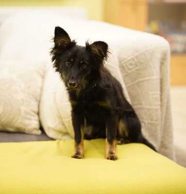 GEORGY, Sheltiemix - Rüde