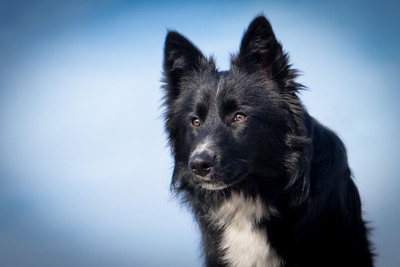 GEOWIN Geo, Bordercolliemischling - Rüde