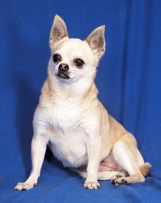 GERDA - lieb und sensibel, anhänglich, interessiert, gelehrig, katzenverträglich, anfangs ängstlich