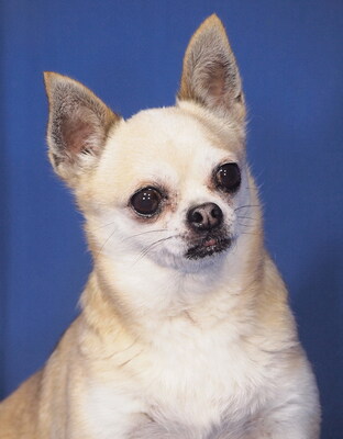 GERDA - lieb und sensibel, anhänglich, interessiert, gelehrig, katzenverträglich, anfangs ängstlich, Chihuahua - Hündin