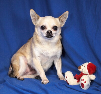 GERDA - lieb und sensibel, anhänglich, interessiert, gelehrig, katzenverträglich, anfangs ängstlich, Chihuahua - Hündin