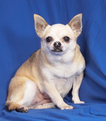 GERDA - lieb und sensibel, anhänglich, interessiert, gelehrig, katzenverträglich, anfangs ängstlich, Chihuahua - Hündin