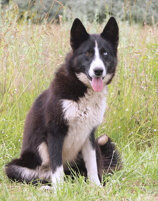 GERRY - gutmütig, sehr freundlich, lebensfroh, sehr aktiv, verspielt, intelligent, neugierig, anfangs etwas ängstlich, Husky Mischling - Rüde
